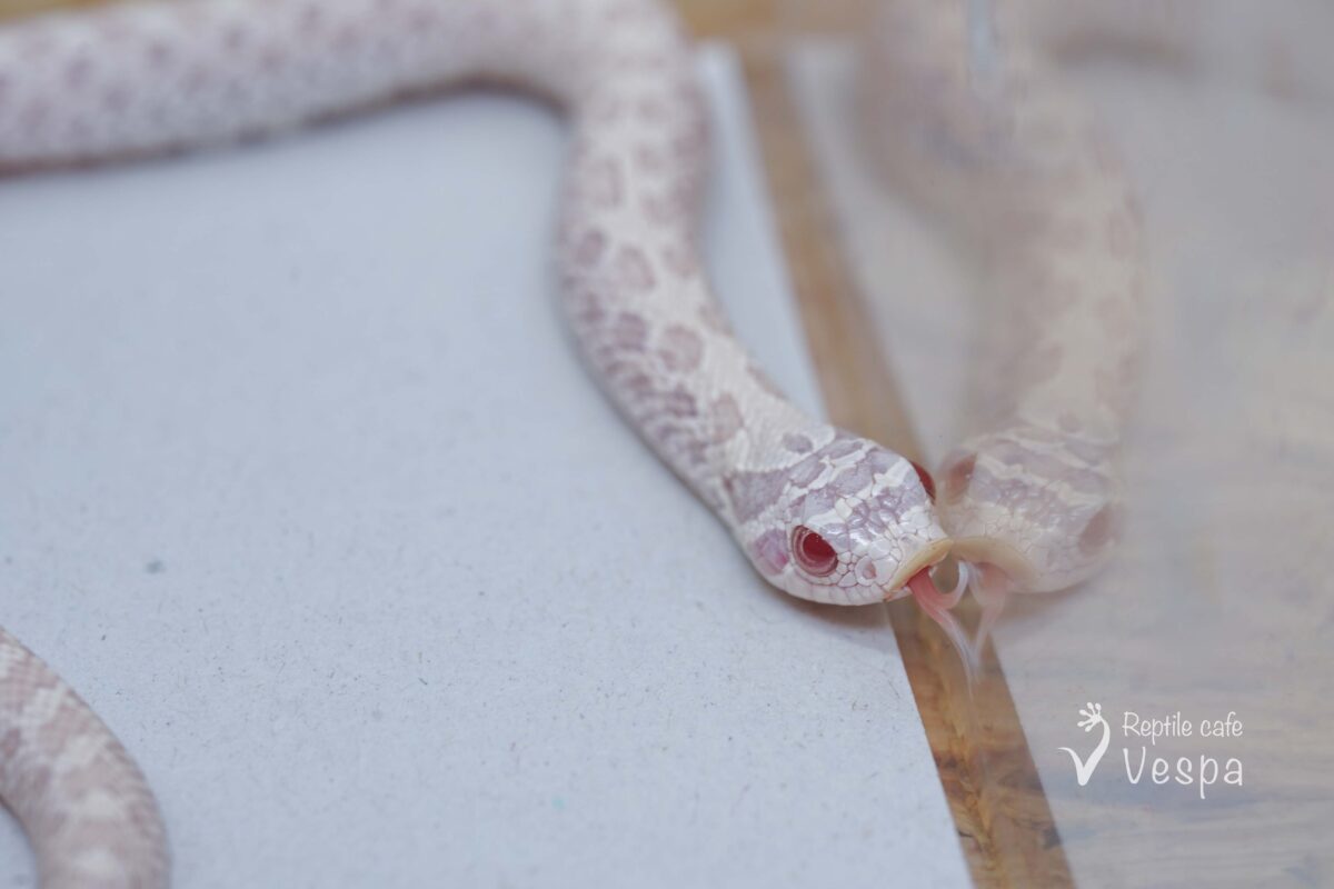 セイブシシバナヘビ　スノー♀