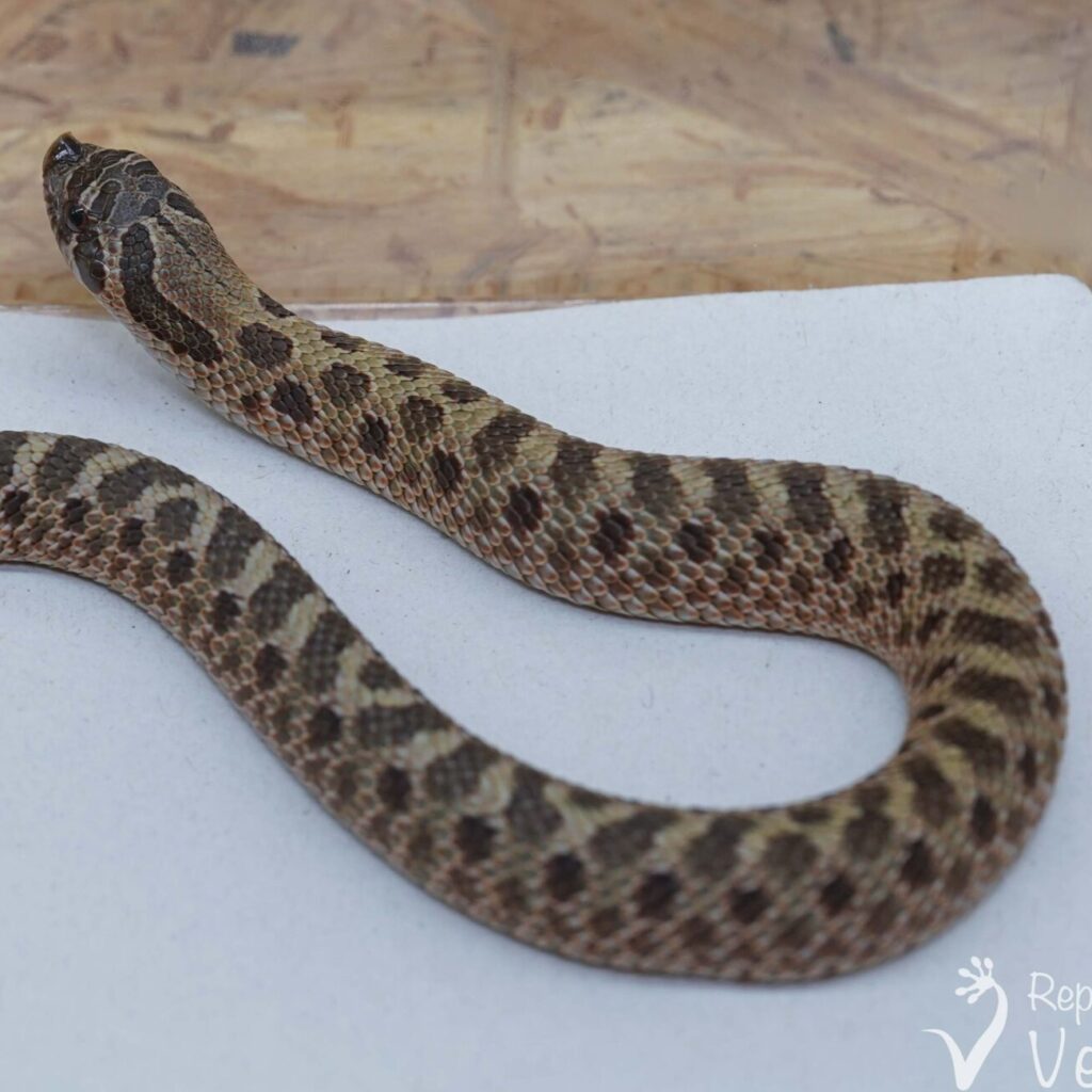 セイブシシバナヘビ　セーブル♂