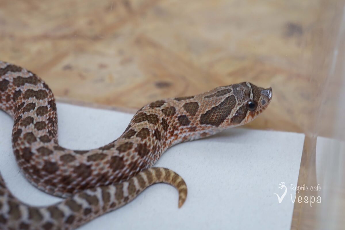 セイブシシバナヘビ　セーブル♀