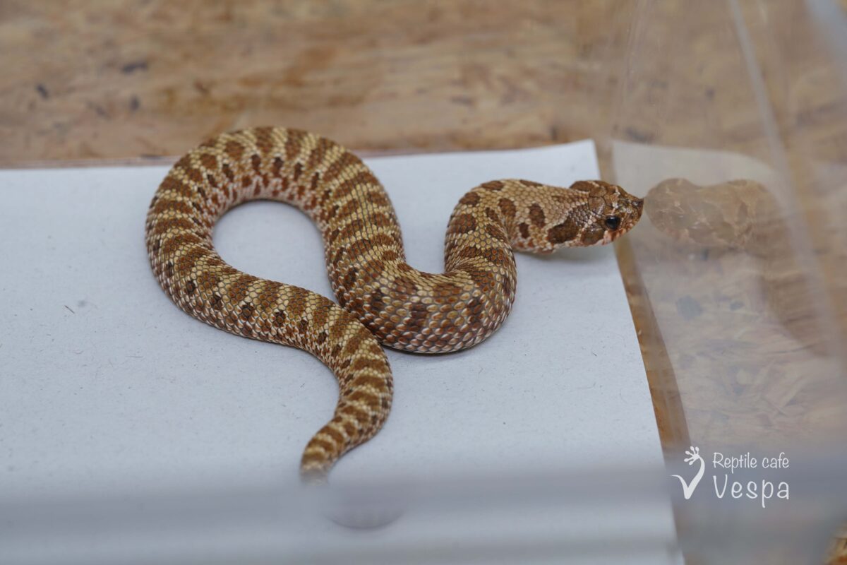 セイブシシバナヘビ　het リューシ