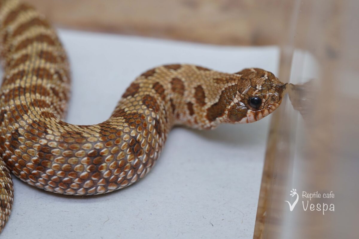 セイブシシバナヘビ　het リューシ♂