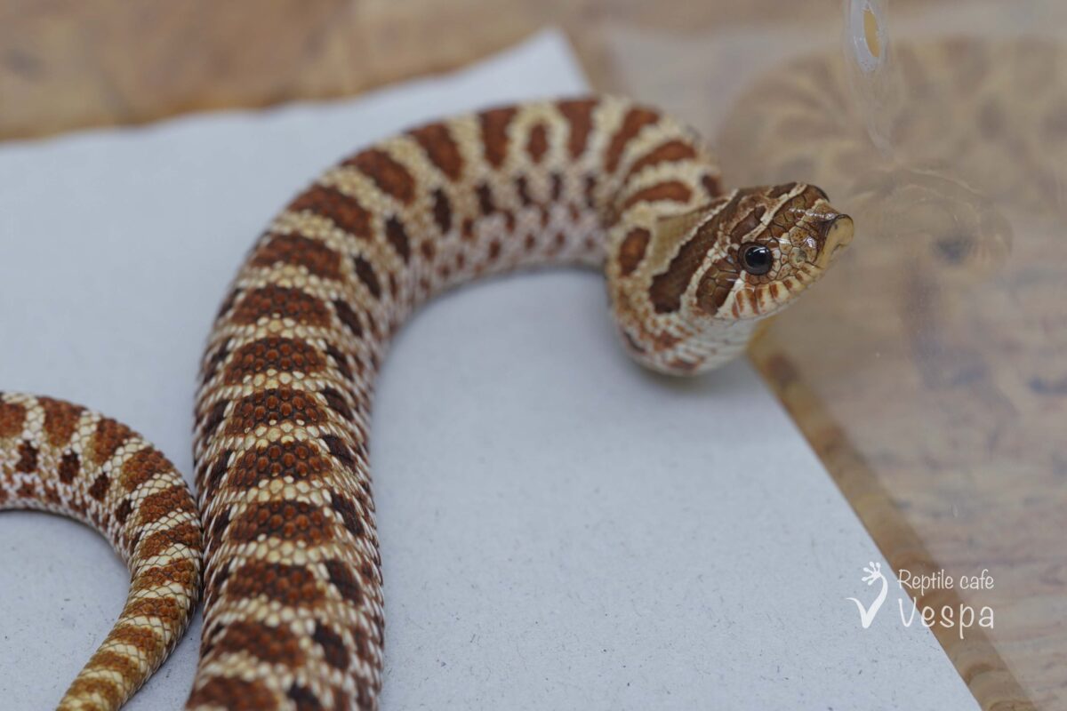 セイブシシバナヘビ　het リューシ♀