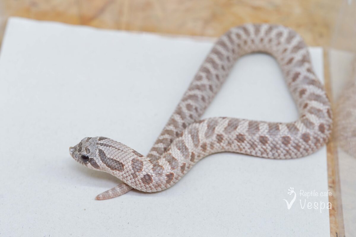 セイブシシバナヘビ　ラベンダー♂