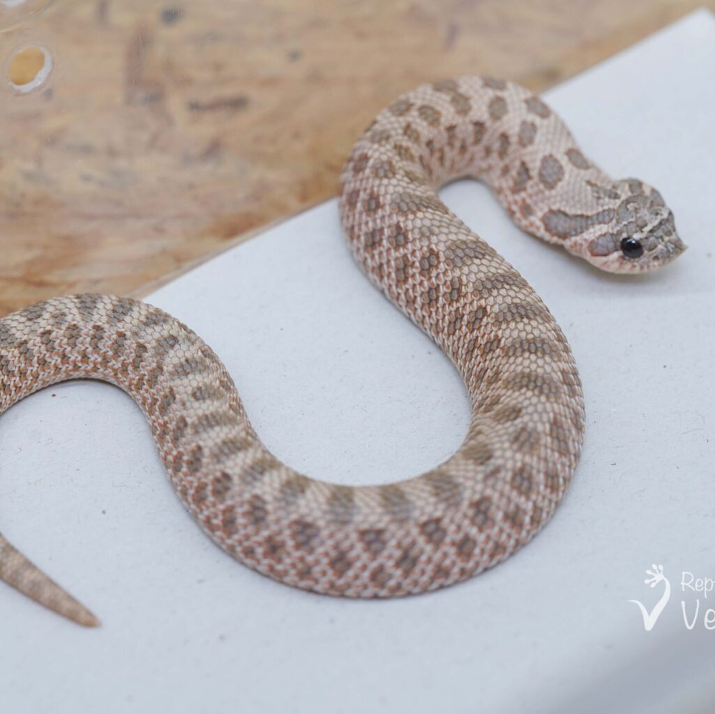 セイブシシバナヘビ　ラベンダー♀