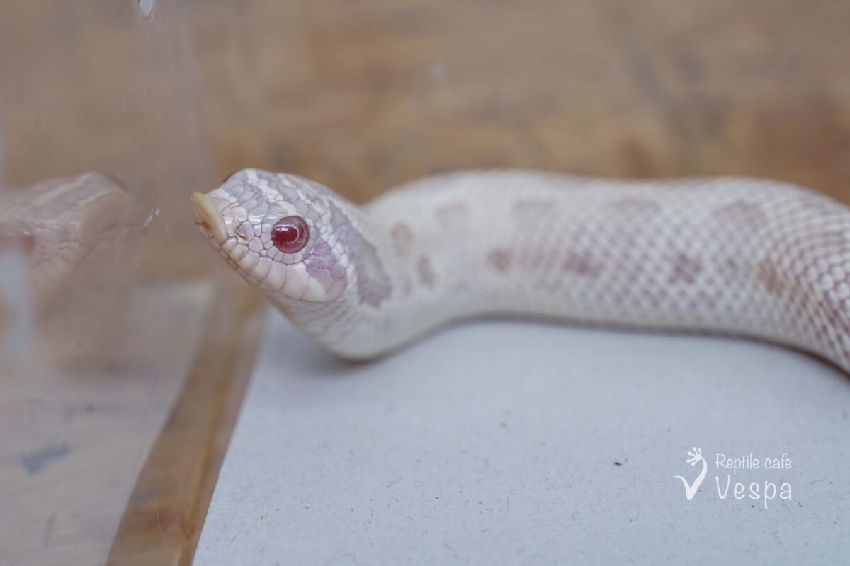 セイブシシバナヘビ　イエティ♂