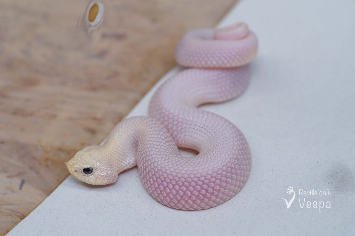 セイブシシバナヘビ　リューシ♂