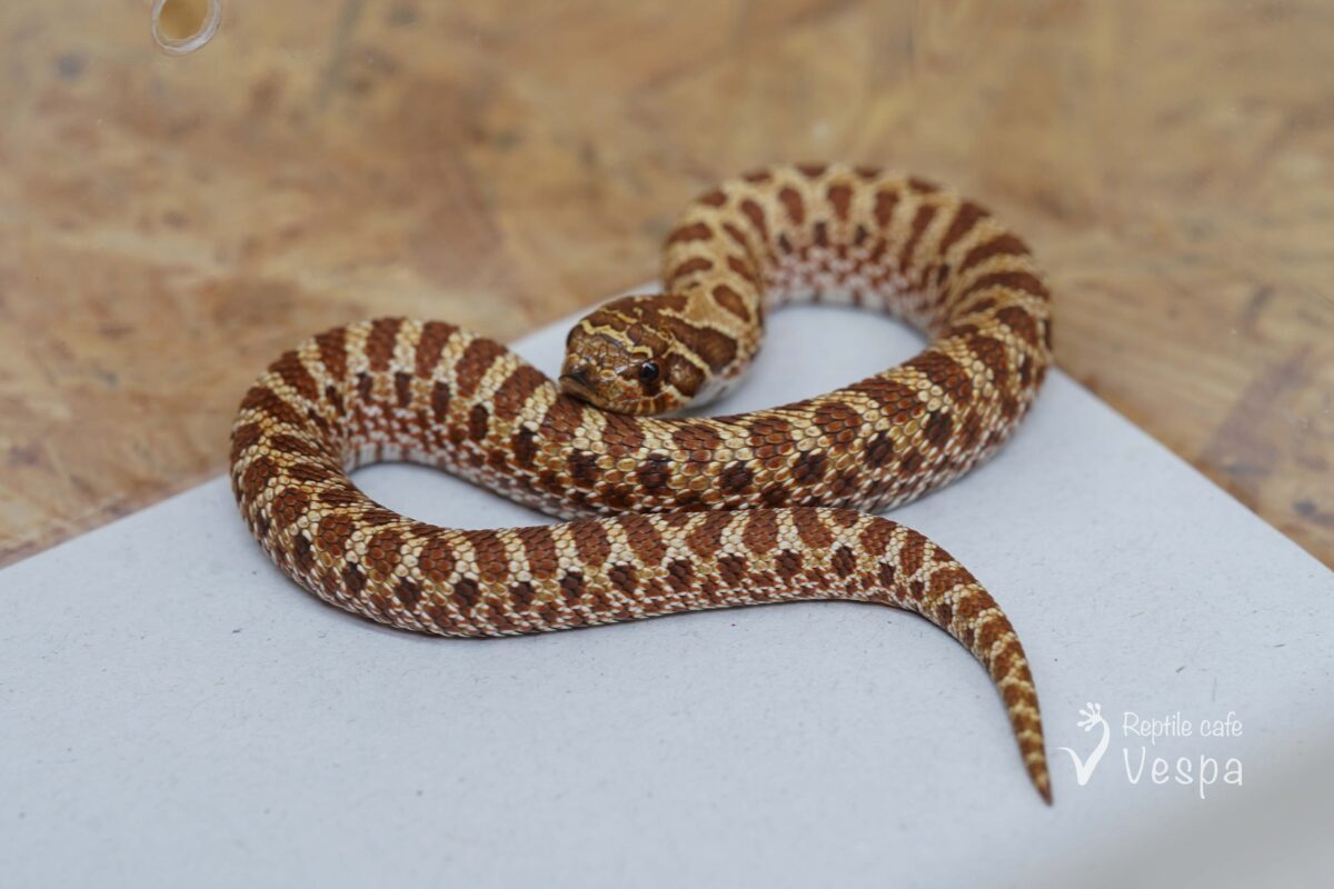 セイブシシバナヘビ　het スイスチョコレート