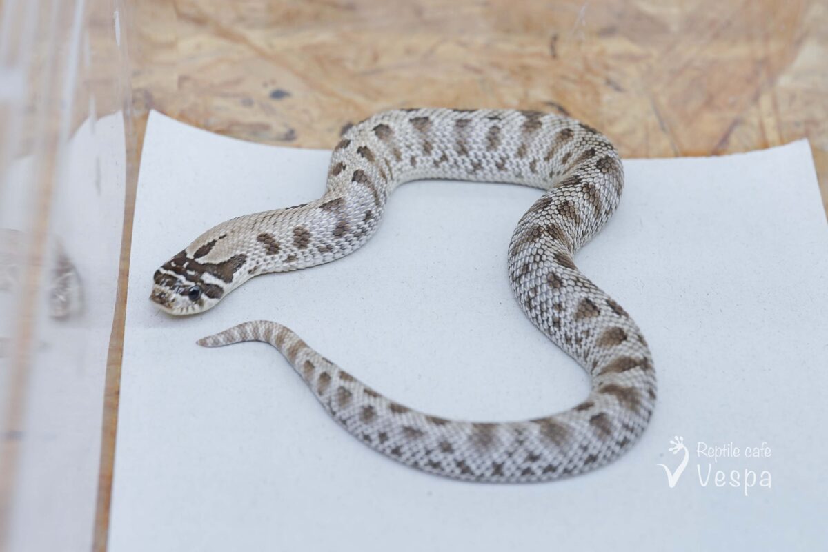 セイブシシバナヘビ　アークティックアザンコンダ♀