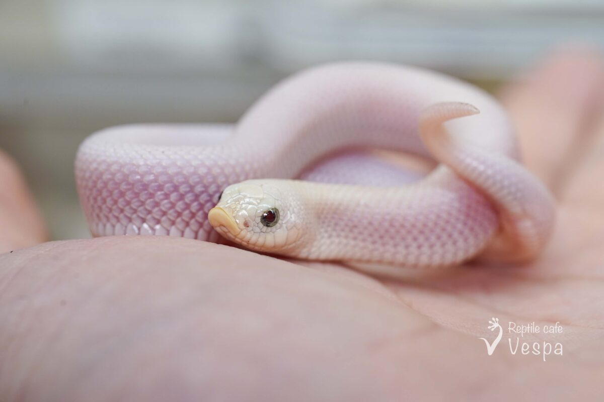 セイブシシバナヘビ　リューシ♀