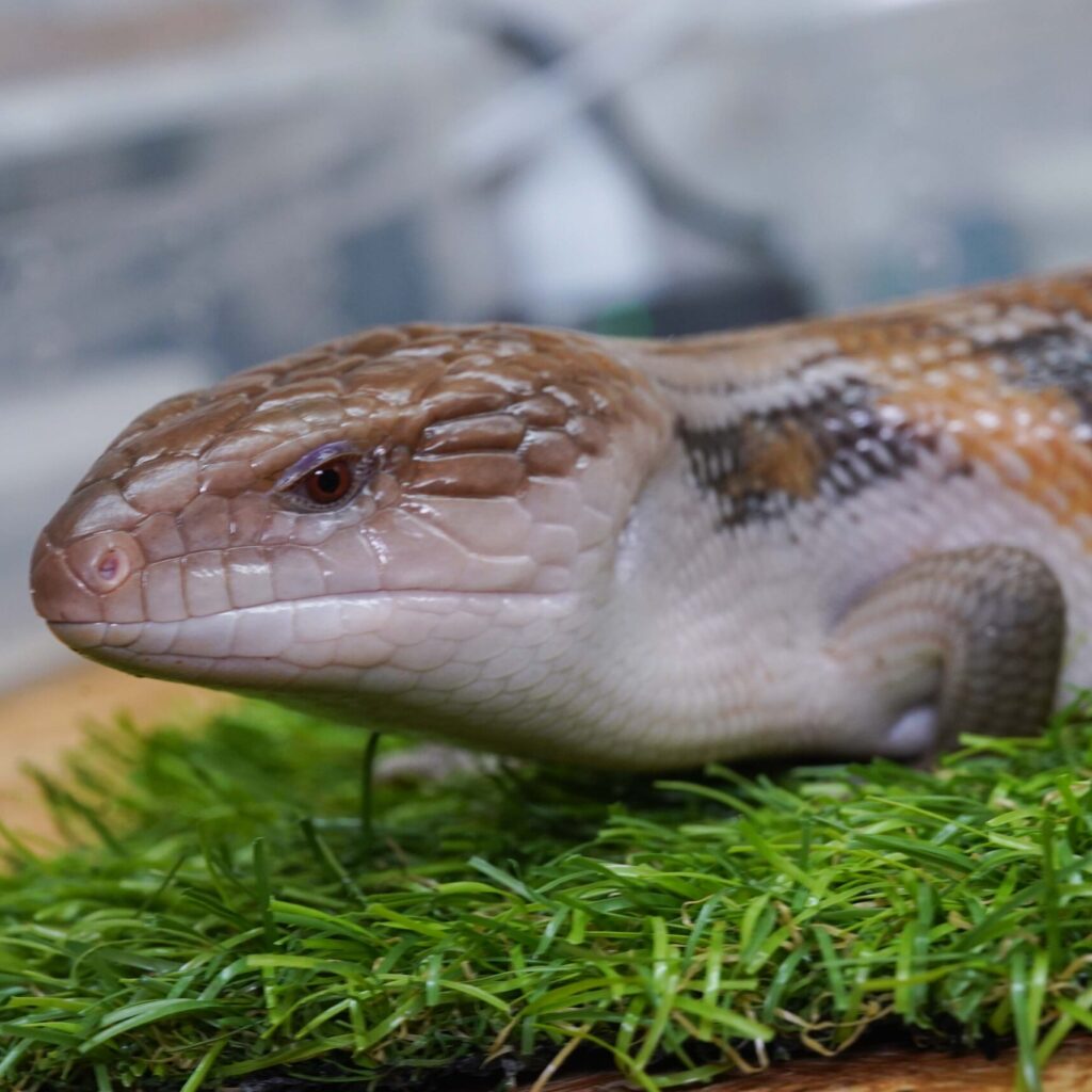 キタアオジタトカゲ