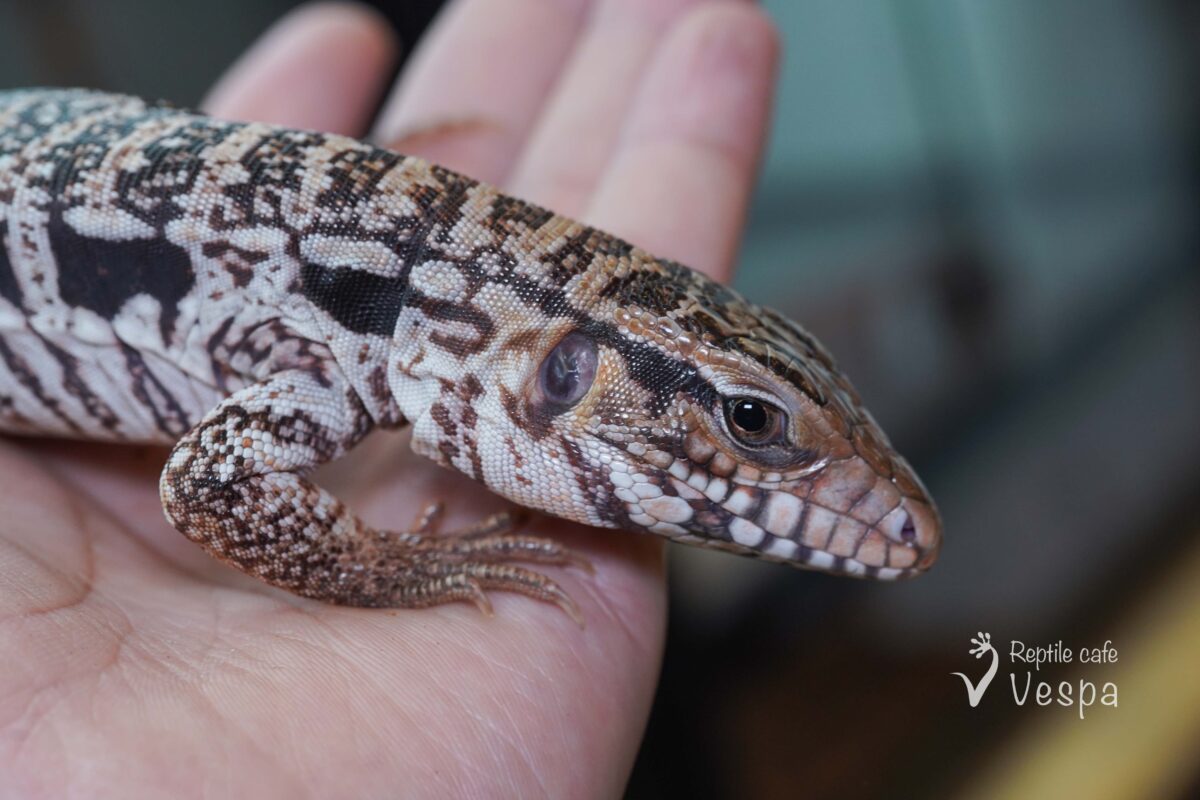 アルゼンチンレッドテグー