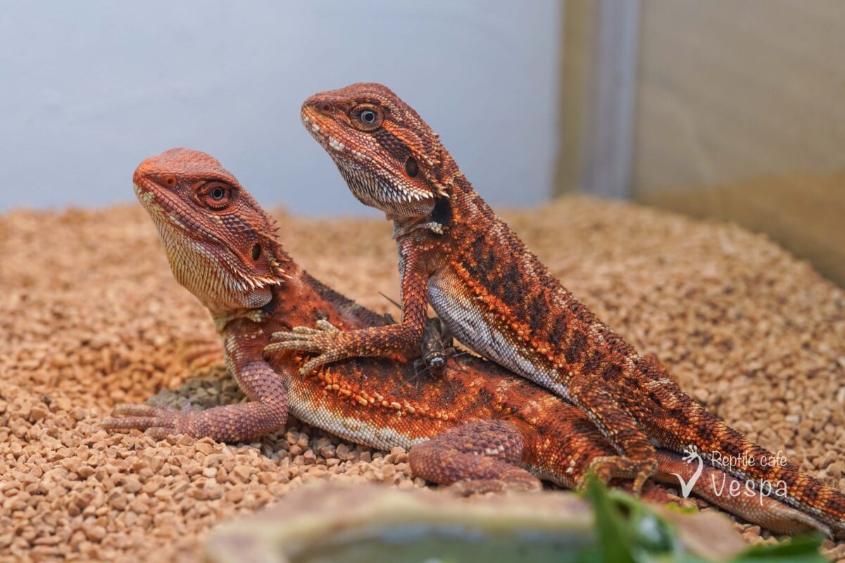 フトアゴヒゲトカゲ　ハーフダークレッド