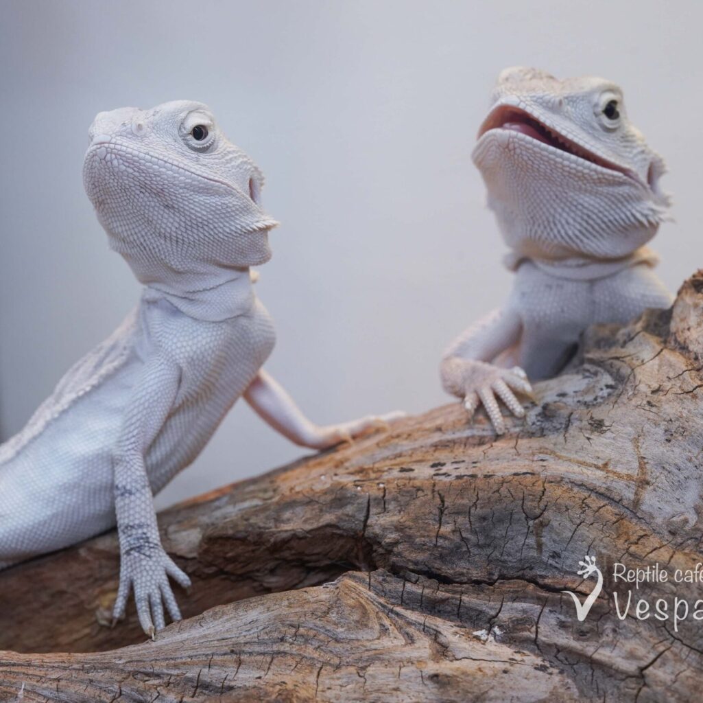 フトアゴヒゲトカゲ　ハイポゼロ / ハイポゼロレザー