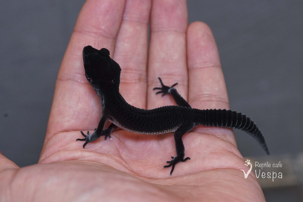レオパードゲッコー　ブラックナイト