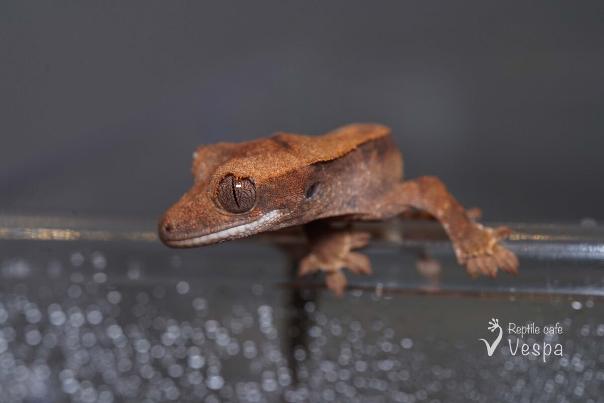 クレステッドゲッコー　フラペチーノ