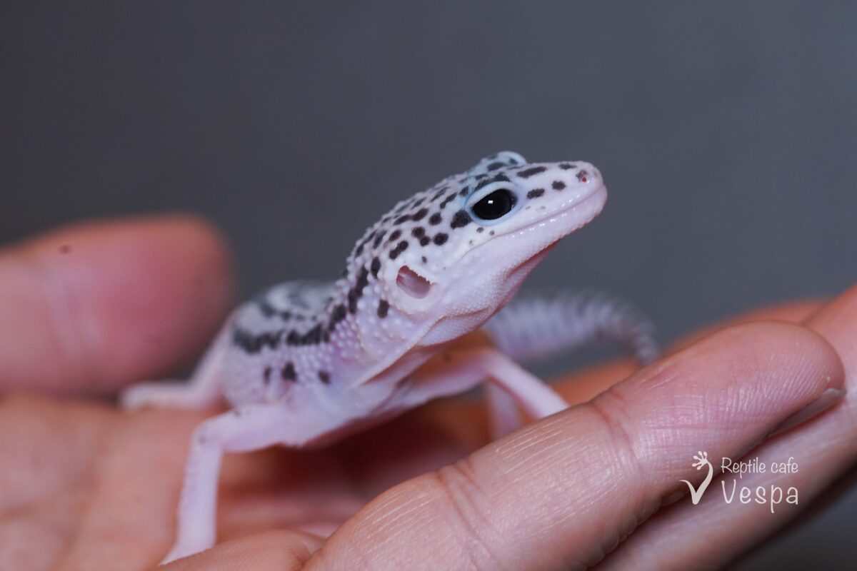 レオパードゲッコー　スーパーマックスノー