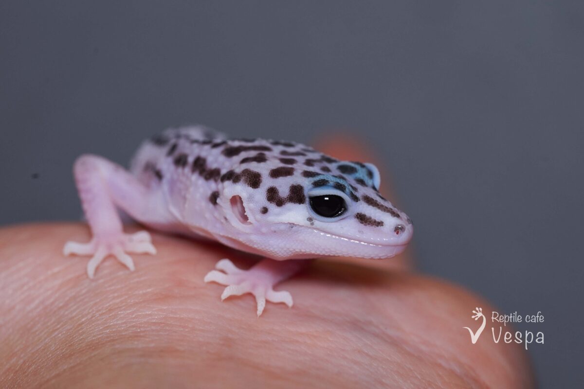 レオパードゲッコー　スーパーマックスノー