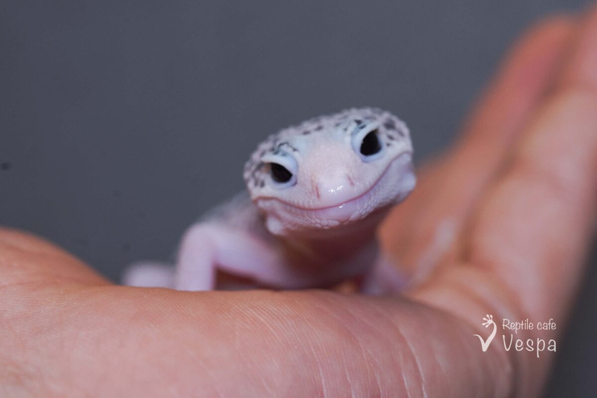 レオパードゲッコー　ギャラクシー