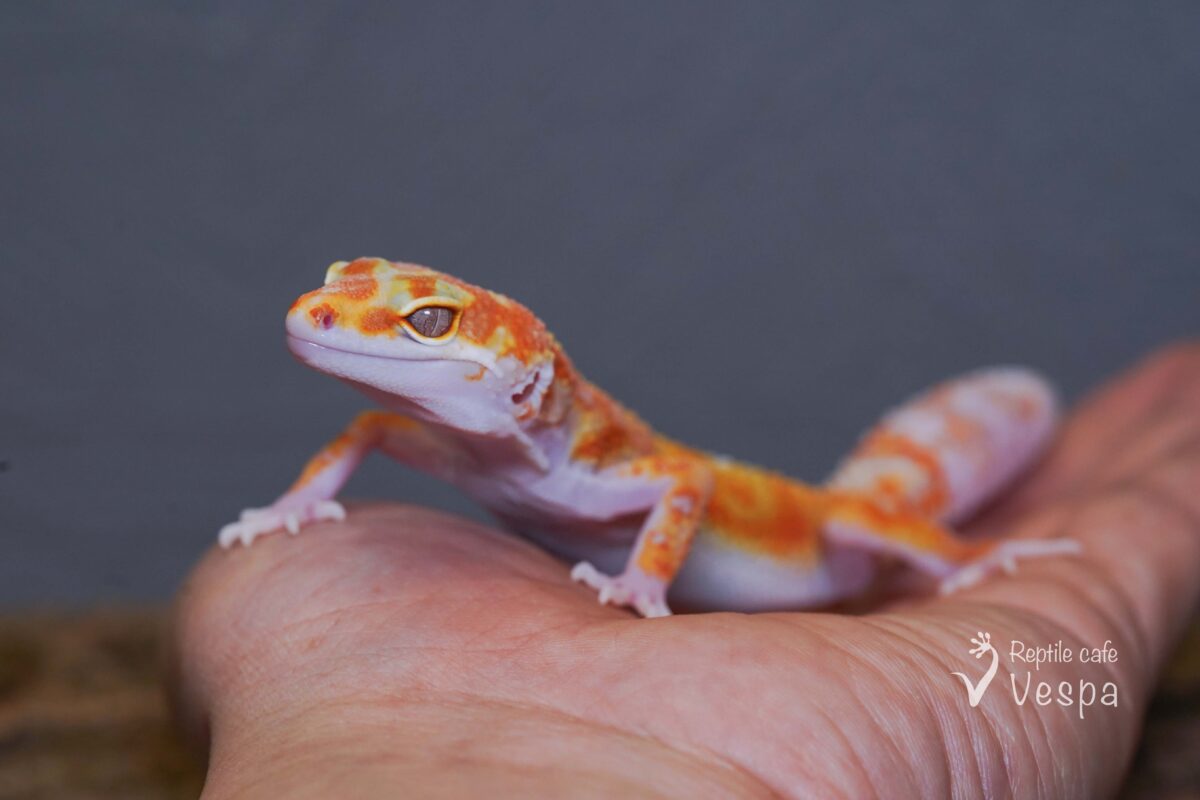 レオパードゲッコー　W&Yタンジェリントレンパー