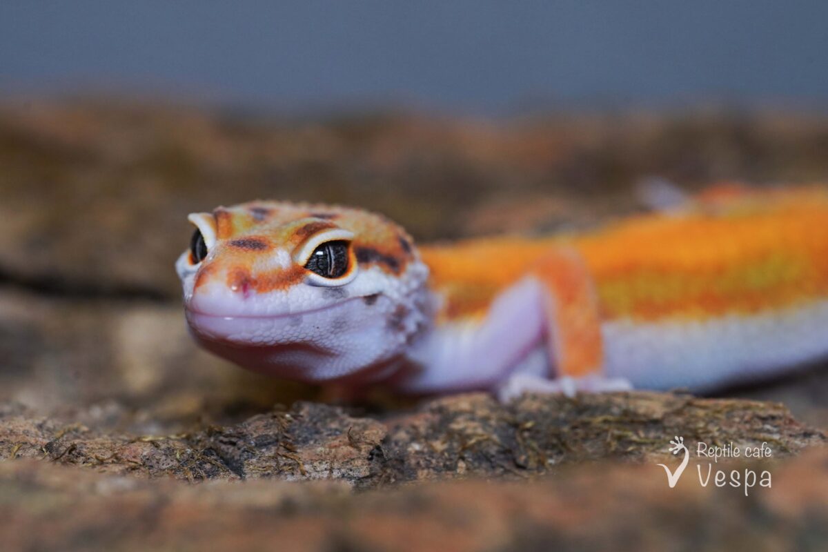 レオパードゲッコー　W&Yタンジェリン het トレンパー