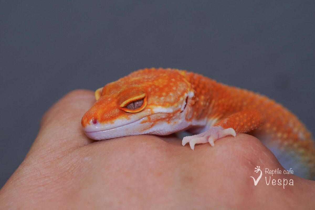 レオパードゲッコー　タンジェリントレンパー