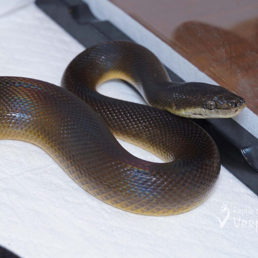 ウォーターパイソン♂