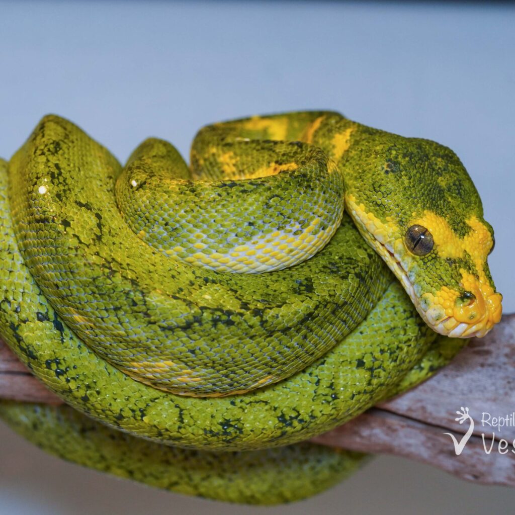 グリーンパイソン　ビアク “ブラックペッパー”♂