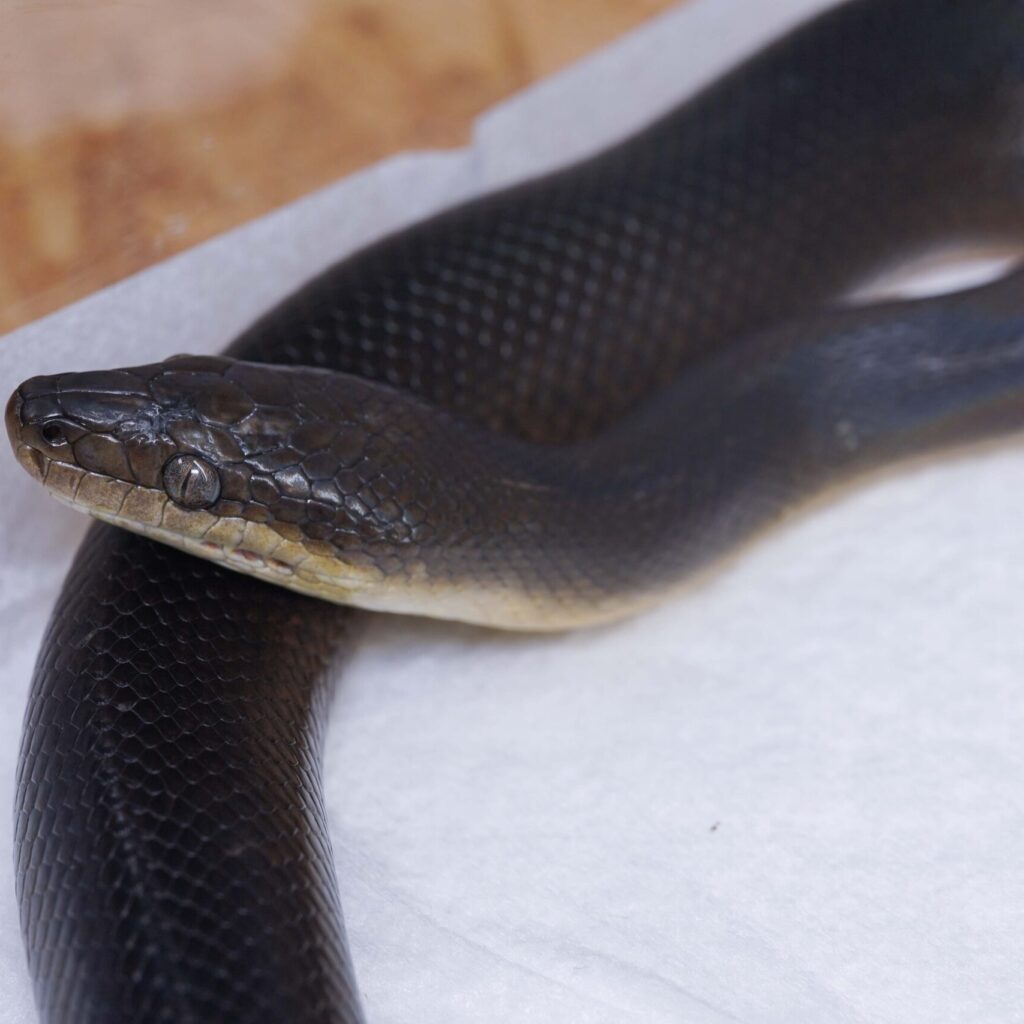 ウォーターパイソン