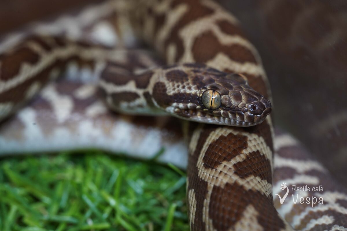 スティムソンパイソン　ウィートベルト　ペア