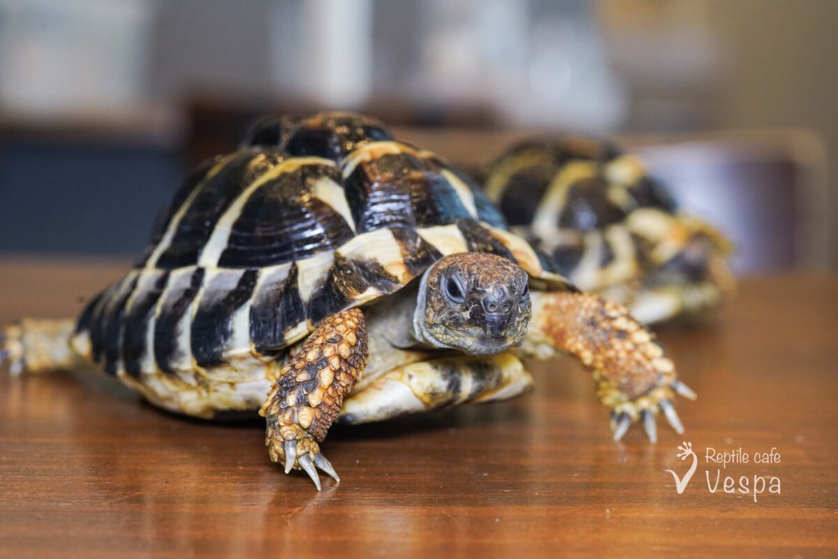 ヒガシヘルマンリクガメ