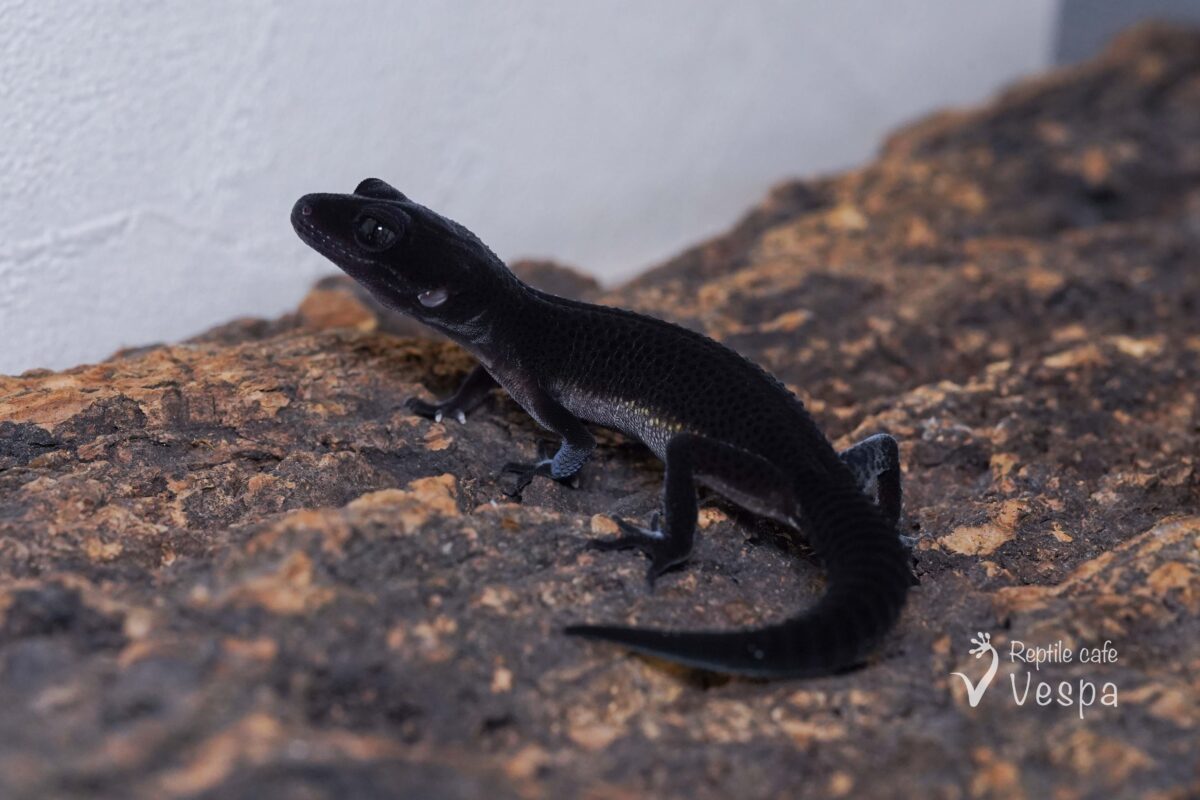 レオパードゲッコー　ブラックナイト