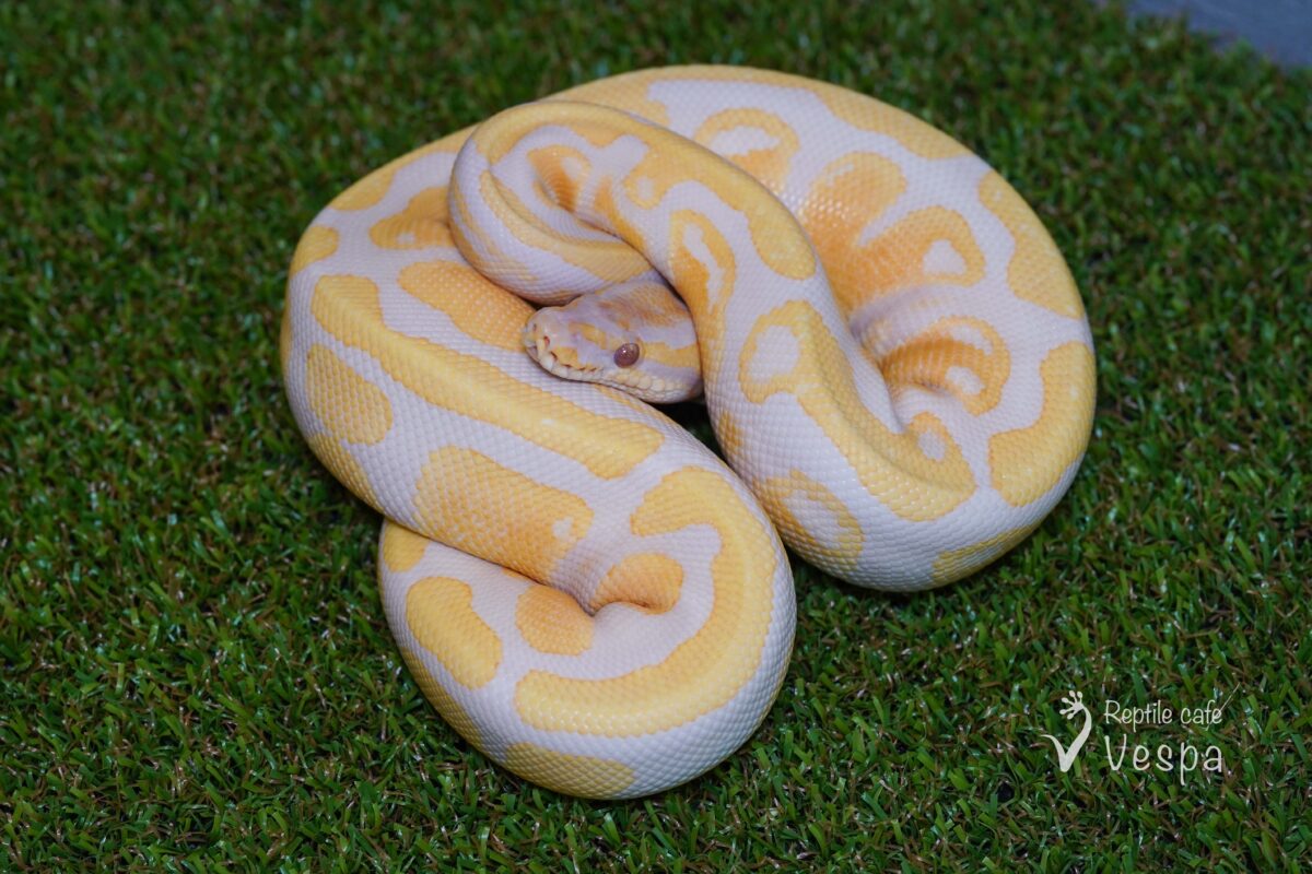 ボールパイソン　ラベンダーアローヨ♂