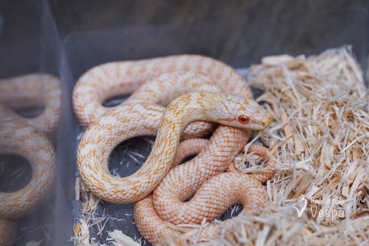 アオダイショウ　アルビノ