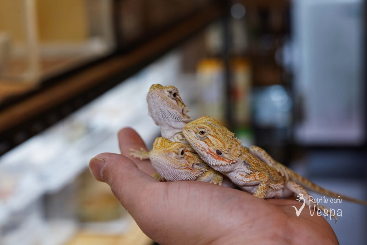 フトアゴヒゲトカゲ　シトラスハイポ het ゼロ