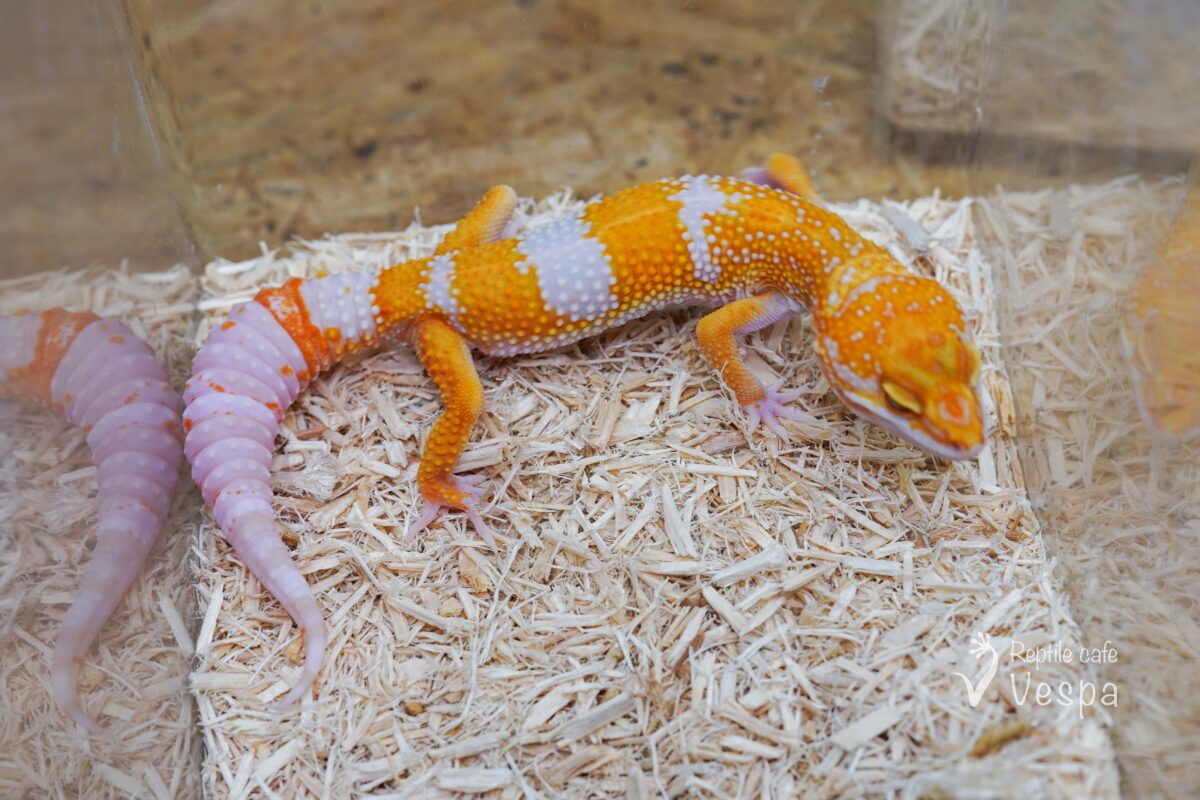 レオパードゲッコー　タンジェリントレンパー