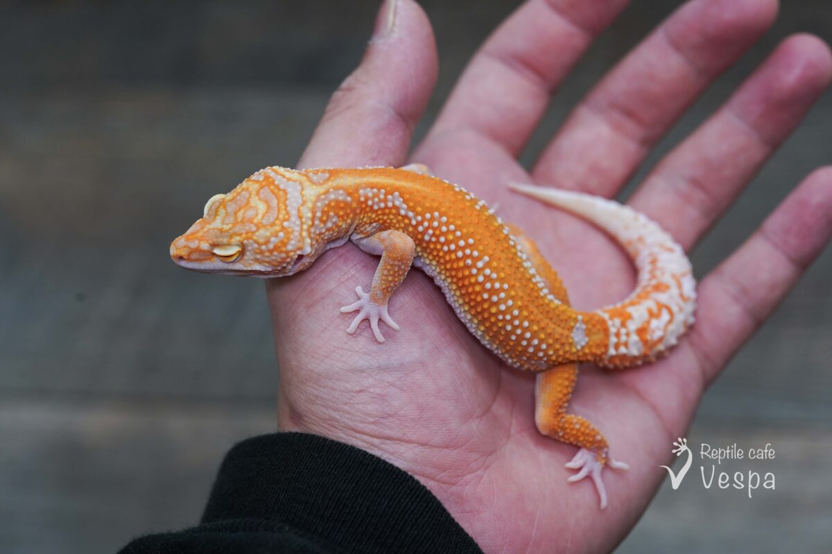 レオパードゲッコー　タンジェリントレンパー