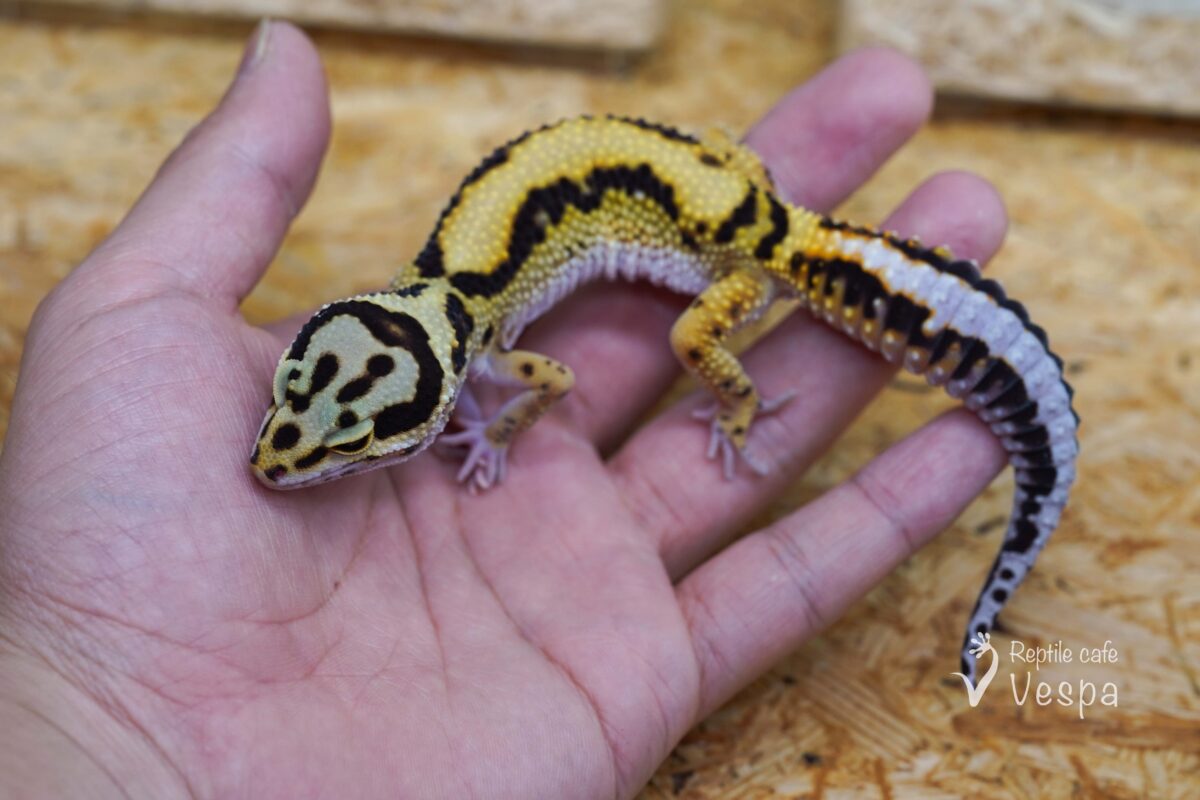 レオパードゲッコー　ボールドストライプ