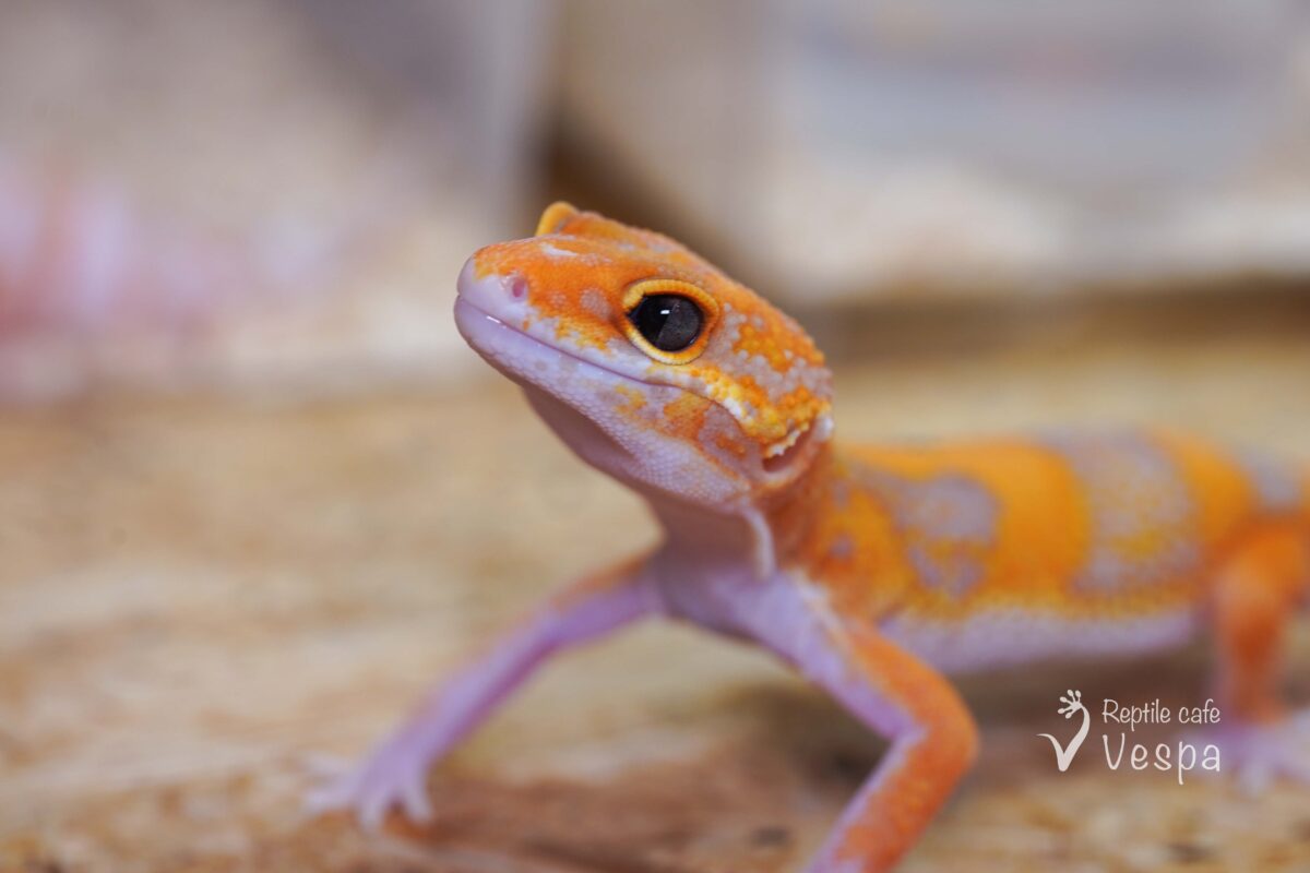 レオパードゲッコー　タイフーン