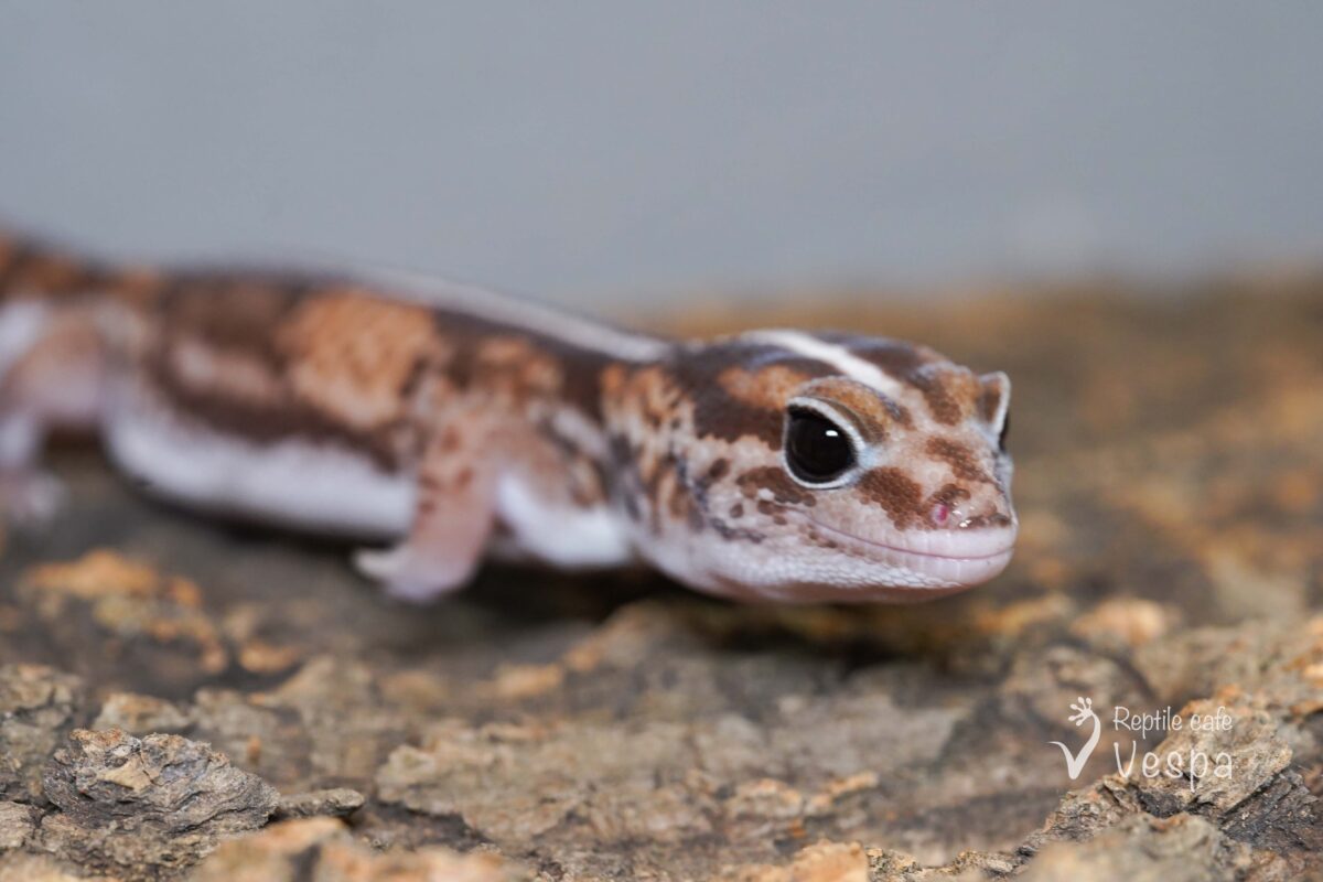 ニシアフリカトカゲモドキ　ノーマル het パターンレス♀