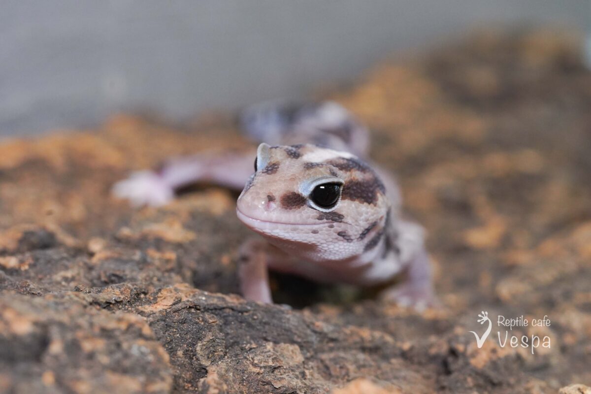 ニシアフリカトカゲモドキ　ホワイトアウト
