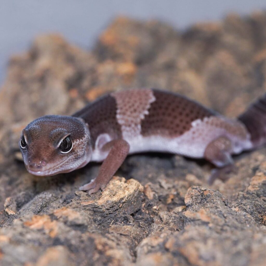 ニシアフリカトカゲモドキ　オレオ