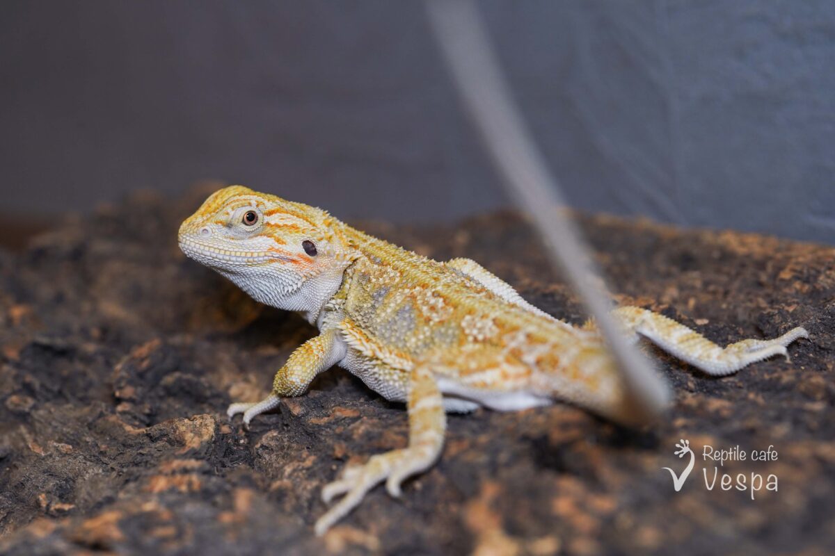 フトアゴヒゲトカゲ　シトラスハイポ het ゼロ