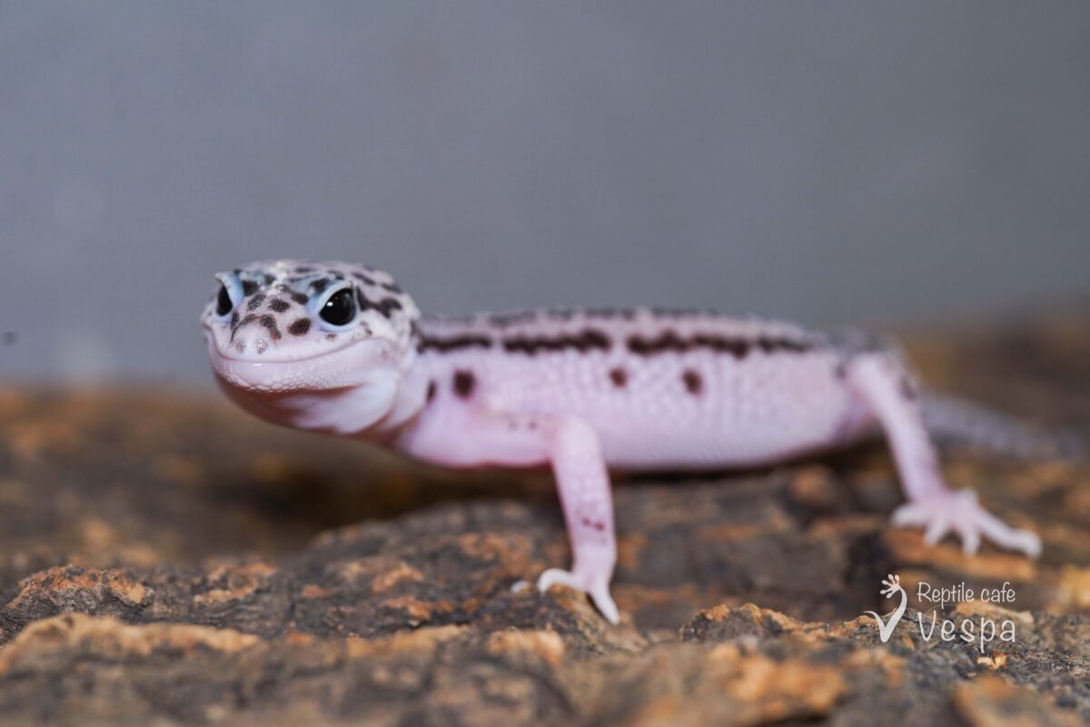 レオパードゲッコー　スーパーマックスノー