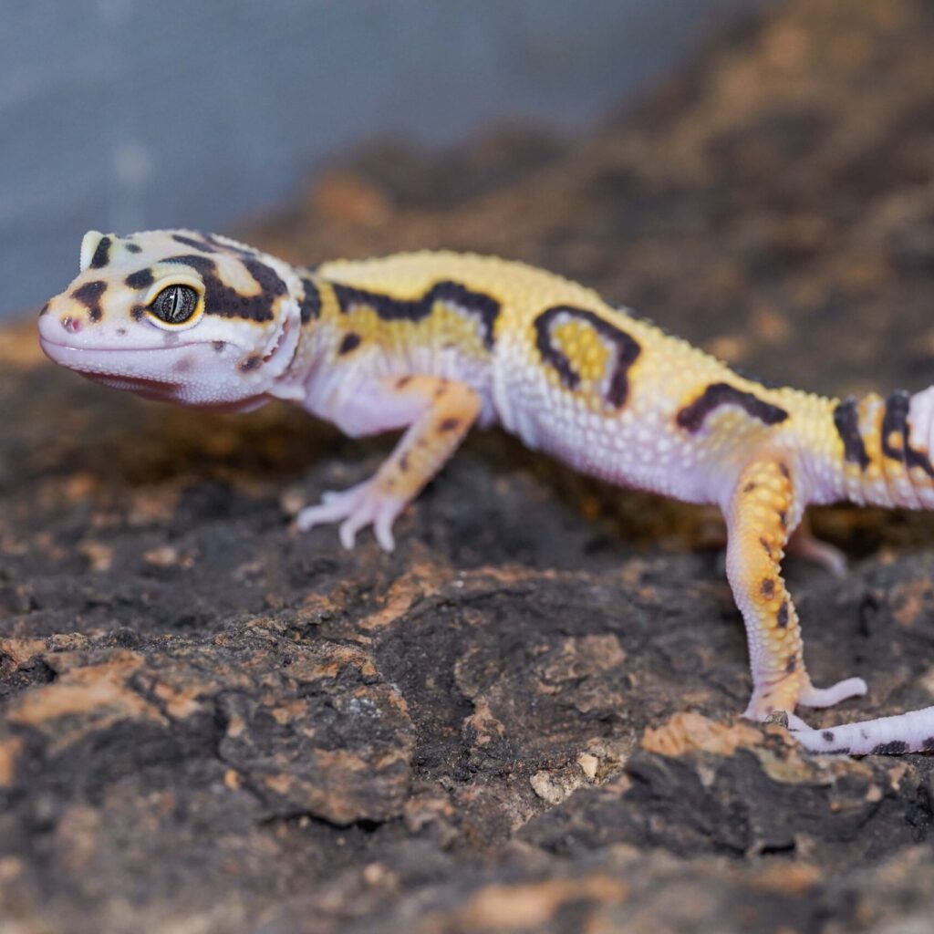 レオパードゲッコー　ボールドストライプ