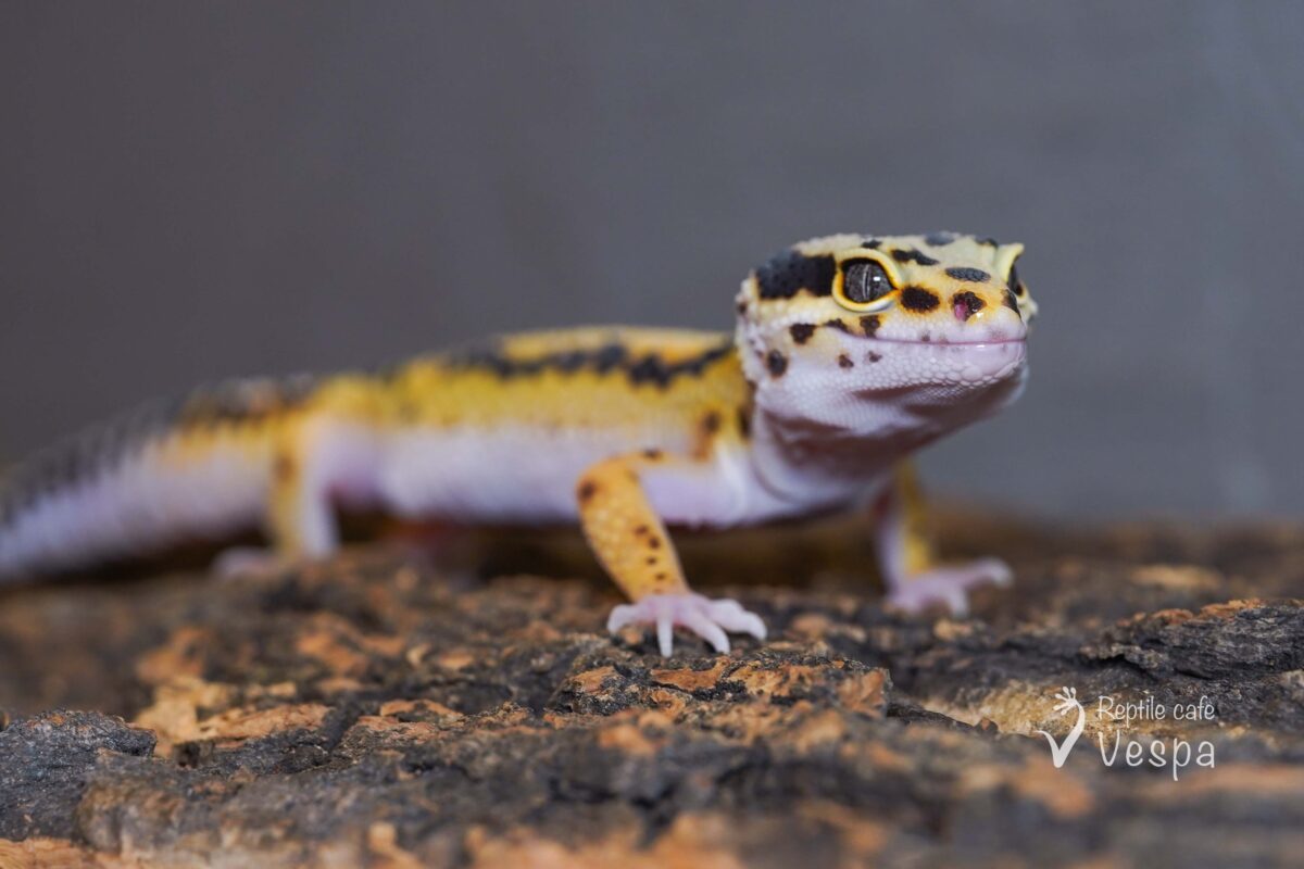 レオパードゲッコー　ボールドストライプ