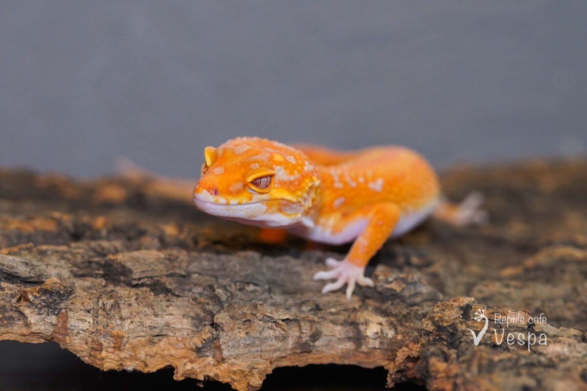 レオパードゲッコー　タンジェリントレンパー