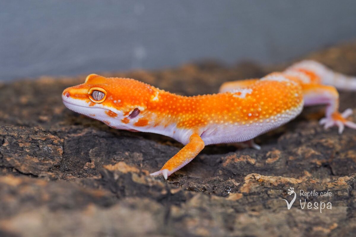 レオパードゲッコー　タンジェリントレンパー