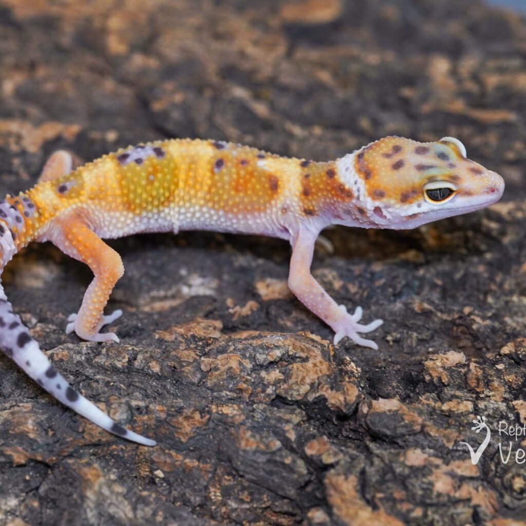 レオパードゲッコー　タンジェリン