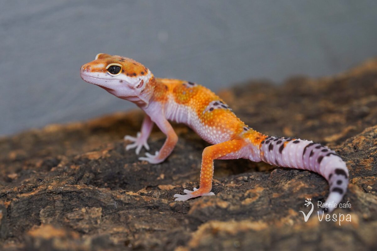 レオパードゲッコー　タンジェリン