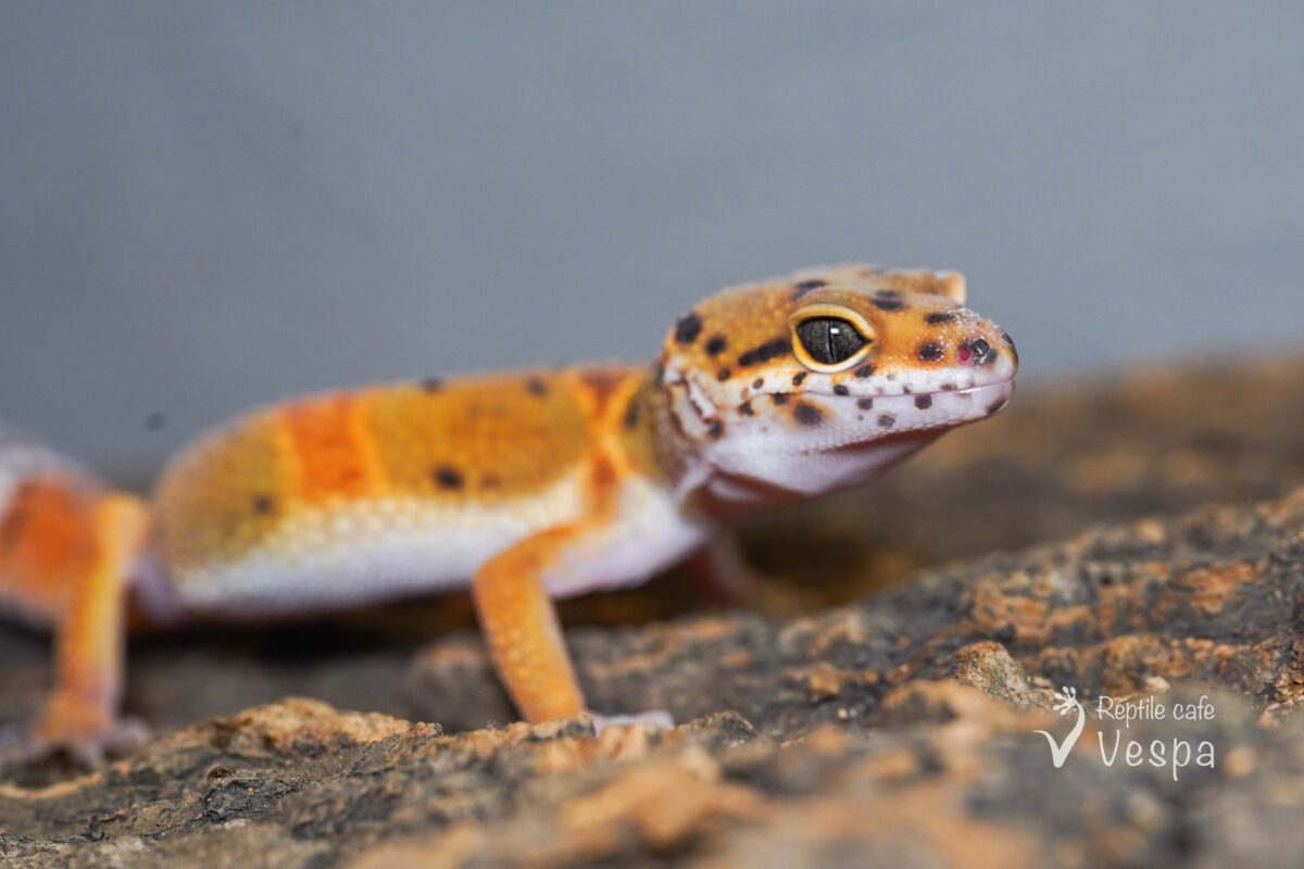 レオパードゲッコー　タンジェリン
